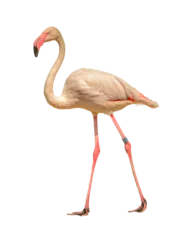 Foto op Canvas pink flamingo walking on the sand white background © Petr