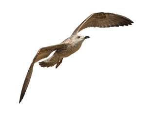 seagull in flight on white background