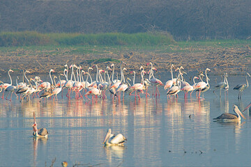 Flamingos in a flock at lake in india