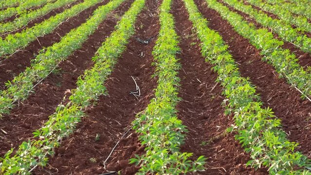 Cassava plantation.row of cassava tree in field, tapioca Starch, Row of manioc Sprouts Agricultural industrial cultivation of cassava. Planting young plants by plowing, lifting the drainage ditch.