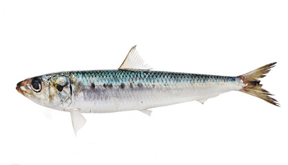 鰯　　マイワシ