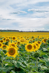 Sunflower field