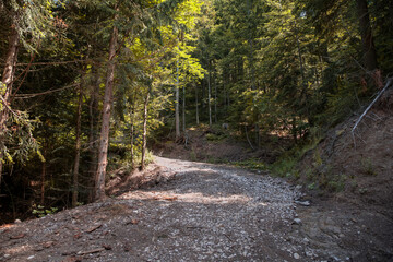 Mountain road leading through the woods
