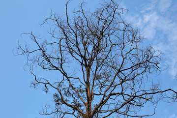 Dead tree against the blue sky, close-up of the branches