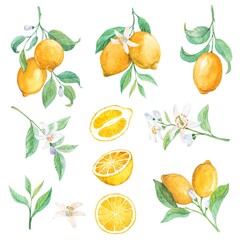 Lemon set, watercolor illustration. Exotic fruits for packaging design, labels. A ripe lemon on a branch with leaves and flowers, pieces, half of the fruit. Clipart for summer decoration.