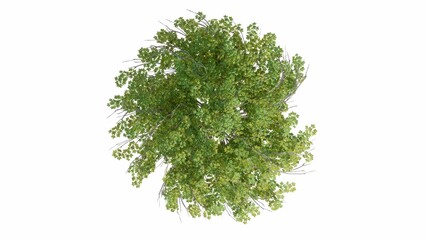Fototapeta premium 3D Top view Green Trees Isolated on white background, use for visualization in graphic design. 