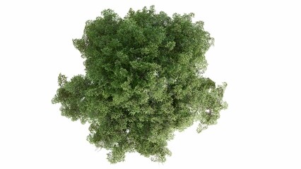 Obraz premium 3D Top view Green Trees Isolated on white background, use for visualization in graphic design. 