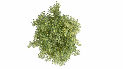 Obraz premium 3D Top view Green Trees Isolated on white background, use for visualization in graphic design. 