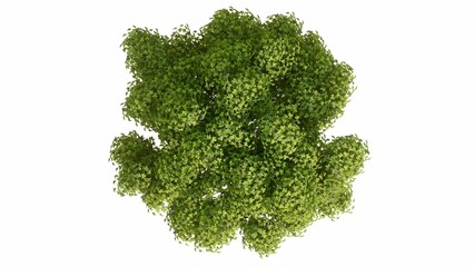 Obraz premium 3D Top view Green Trees Isolated on white background, use for visualization in graphic design. 