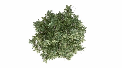 3D Top view Green Trees Isolated on white background, use for visualization in graphic design. 