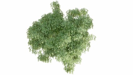 Naklejka premium 3D Top view Green Trees Isolated on white background, use for visualization in graphic design. 