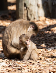ニホンザルの親子
