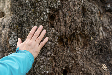 woman's hand caressing a dry tree