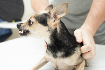 angry small dog breeds, chihuahua grins at the owner, pet bites and growls, shows teeth