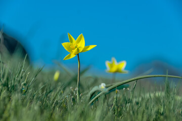Spring flowers bloom in the field against the background of the sky.