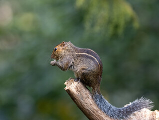 A common squirrel on a tree