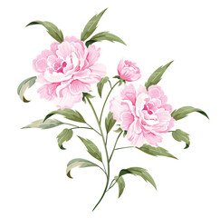 Pink rosy peony with a stem and leaves isolated on white background.