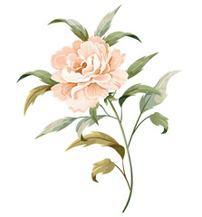 Peach rosy peony with a stem and leaves isolated on white background.