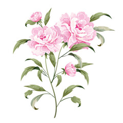 Pink rosy peony with a stem and leaves isolated on white background.