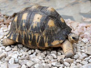 Radiated tortoise, Astrochelys radiata, moves through the rubble of small stones. Antsirabe, the wild nature of Madagascar.