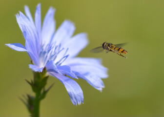 bee on a flower