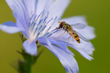 bee on a flower