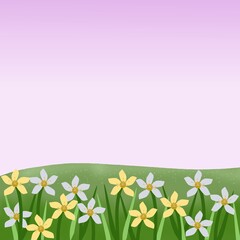 Spring flower background. Daffodil field.