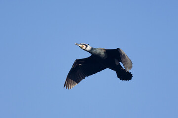 Kormoran (Phalacrocorax carbo)