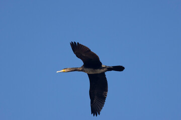 Kormoran (Phalacrocorax carbo)