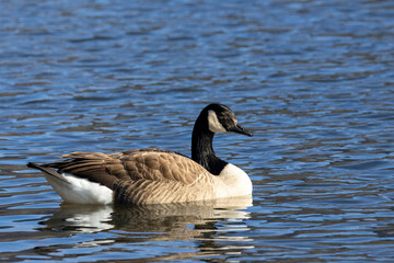 Kanadagans (Branta canadensis)