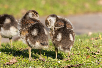 Nilgans (Alopochen aegyptiaca)