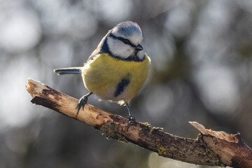 Blaumeise (Cyanistes caeruleu)