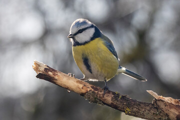 Blaumeise (Cyanistes caeruleu)