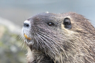 Nutria (Myocastor coypus) 