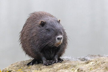 Nutria (Myocastor coypus)