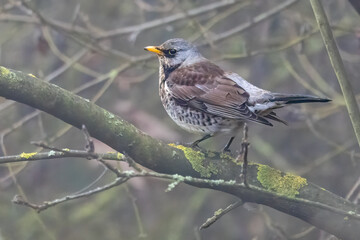 Wacholderdrossel (Turdus pilaris)