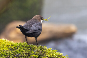 Wasseramsel (Cinclus cinclus)