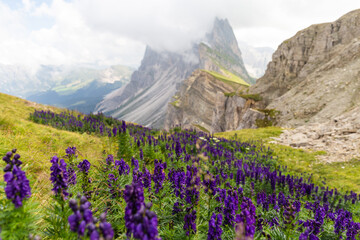 Fototapeta na wymiar purple flowers and Seceda mountain behind