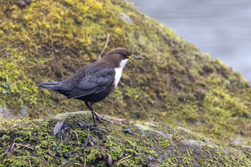 Wasseramsel (Cinclus cinclus)