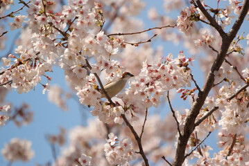 桜の花の中にニュウナイスズメ