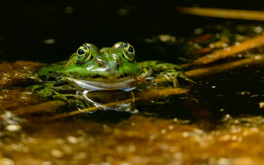 Teichfrosch (Pelophylax)