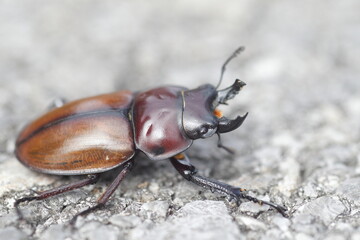 Japanese brown stag beetle (Neolucanus insularis) in Japan