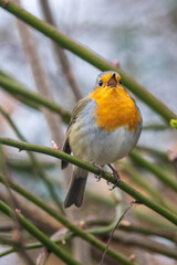 Rotkehlchen (Erithacus rubecula)