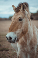 Pawlenski Pferd Portrait