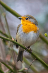 Rotkehlchen (Erithacus rubecula)