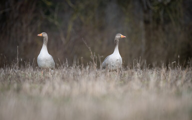 Gänse im Feld © Markus