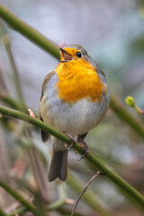 Rotkehlchen (Erithacus rubecula)