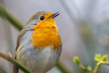 Rotkehlchen (Erithacus rubecula)