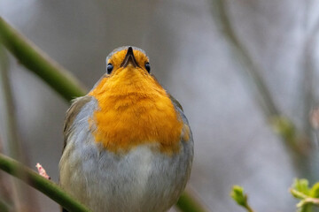 Rotkehlchen (Erithacus rubecula)