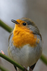 Rotkehlchen&nbsp;(Erithacus rubecula)